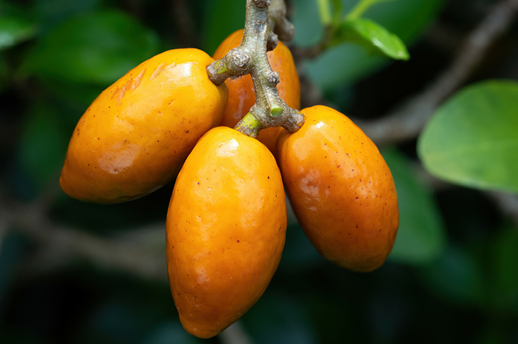Close-up of the yellow berries of the Karaka Tree. These berries are toxic to animals