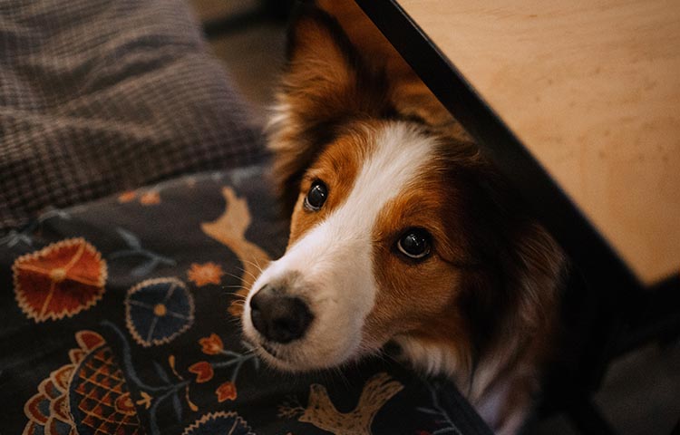 White and brown collie dog begs for food from under table