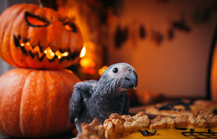 Close-up of a baby African Grey parrot with Halloween pumpkins and decorations in the background.